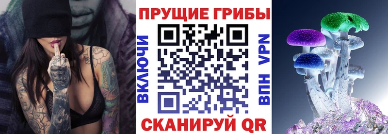 что такое наркотик  Черняховск  Псилоцибиновые грибы Psilocybe 